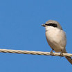 Loggerhead Shrike